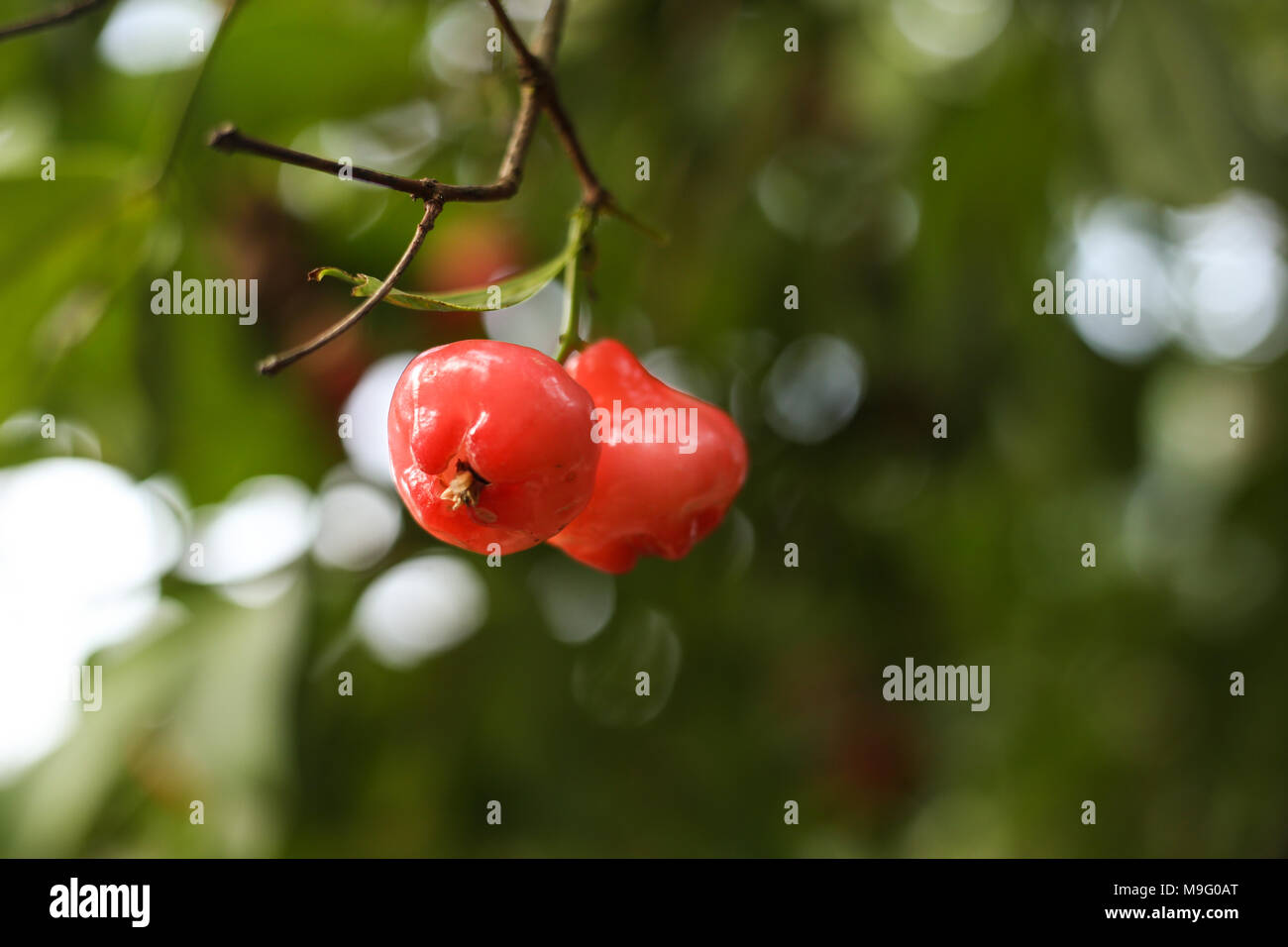 Homely fruits of kerala hires stock photography and images Alamy