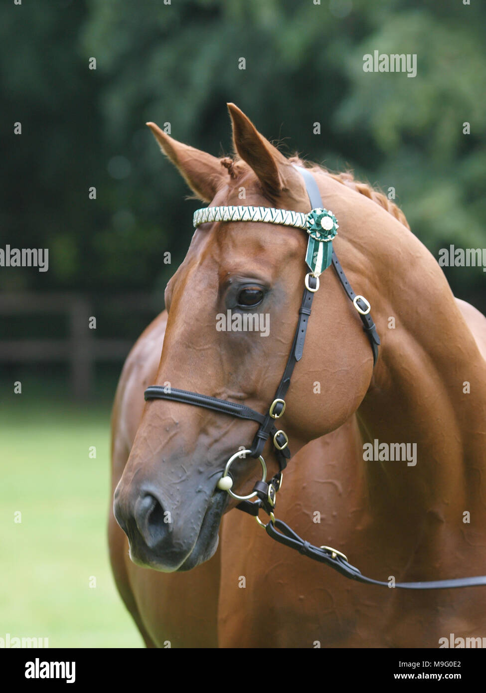 Beautiful Horse Stock Photo