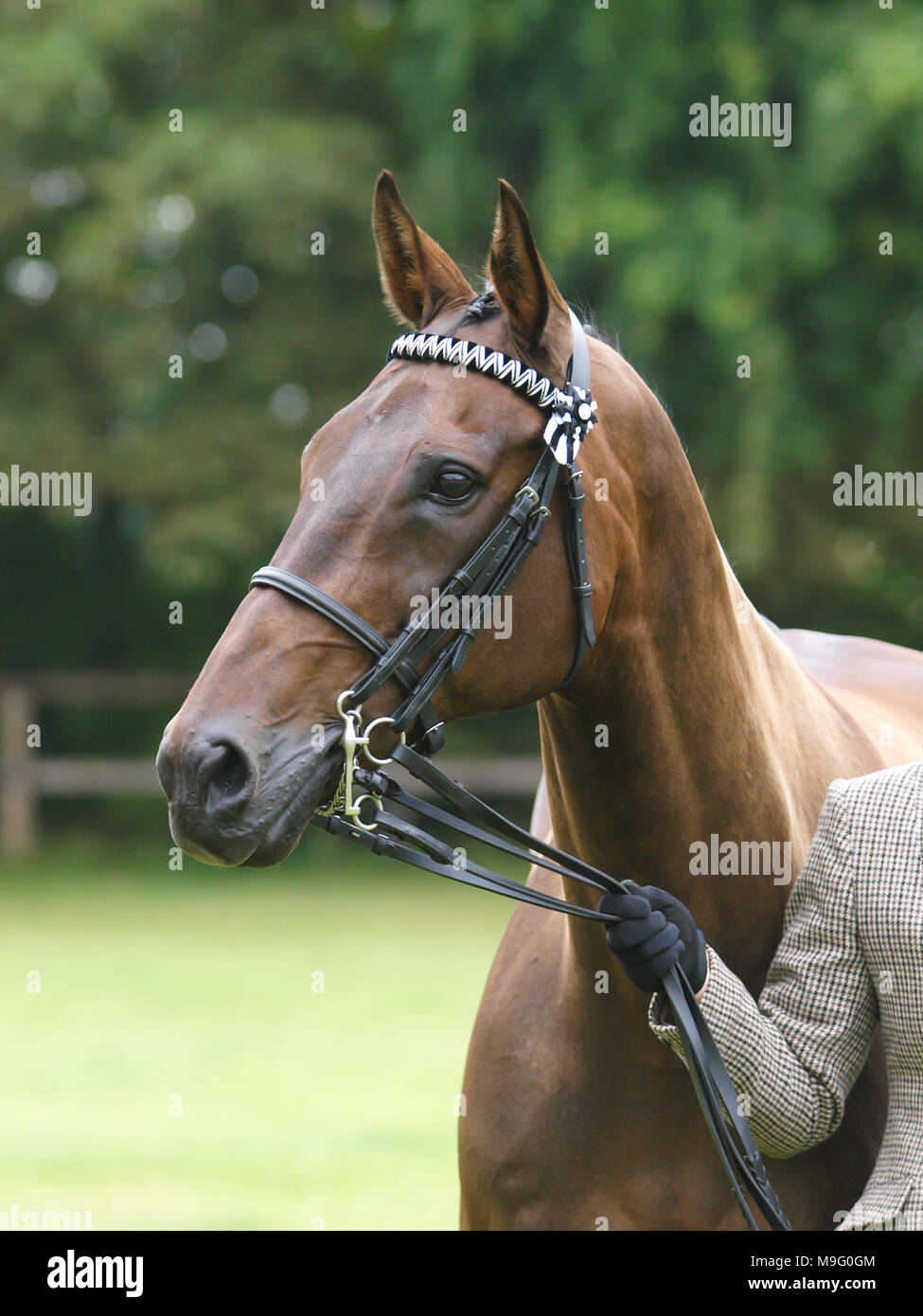 Beautiful Horse Stock Photo