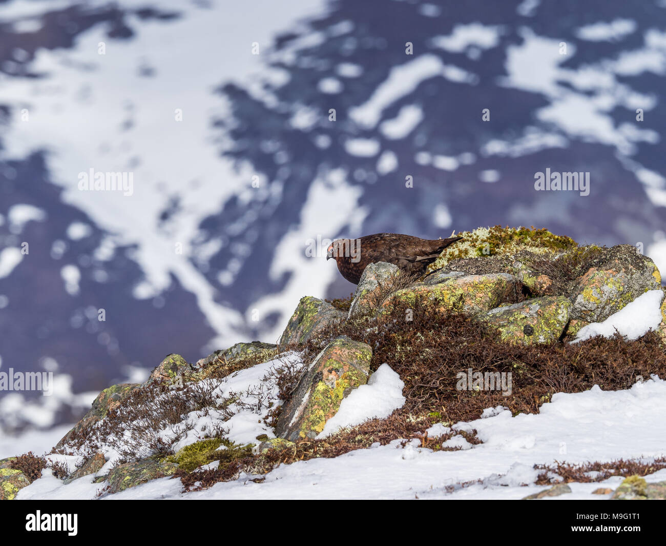 A Male Red Grouse on the spring snowfields above Glenshee in Scottish Highlands looking for food Stock Photo