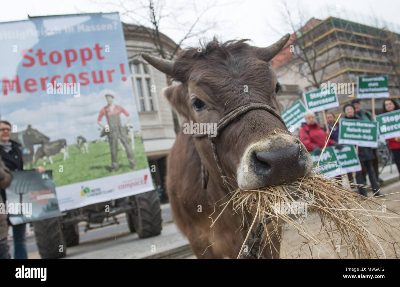 26 March 2018, Germany, Berlin: Activists protesting with the one year old cow Omega against the EU Mercosur treaty in front of the Ministry for Finance. If the treaty is passed, it is feared that mass imports of cheap meat from Latin America will be imported to the EU. Photo: Jörg Carstensen/dpa Stock Photo