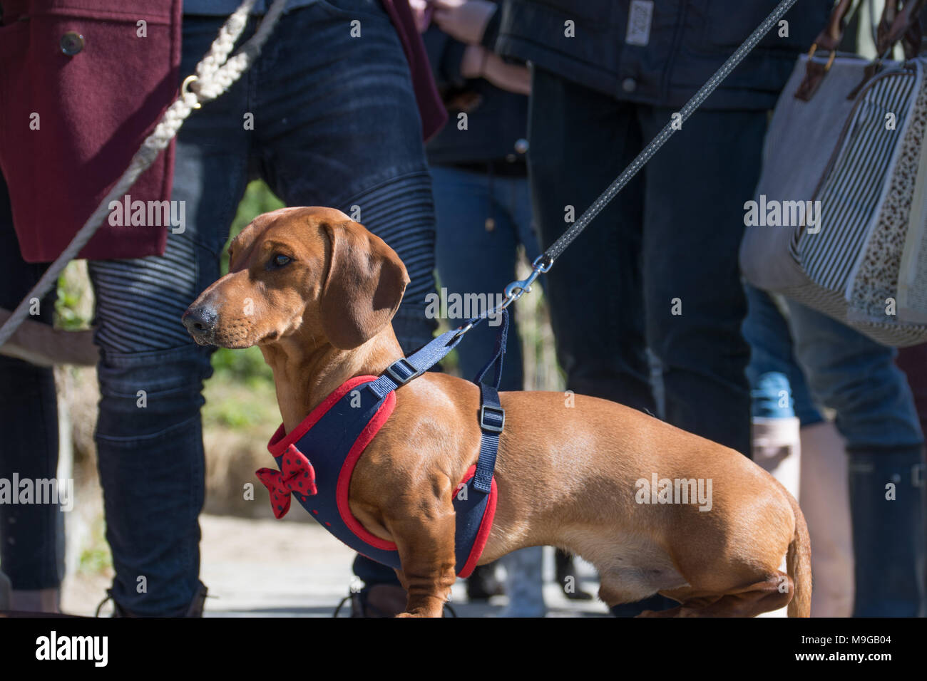 dachshund lovers