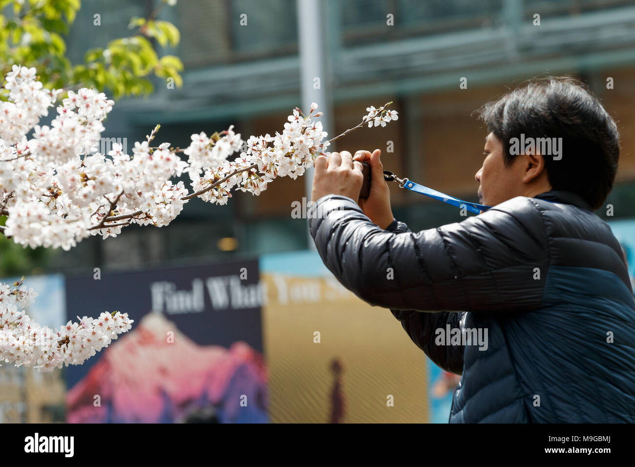 A man takes a picture of the fully bloomed cherry blossoms at ...
