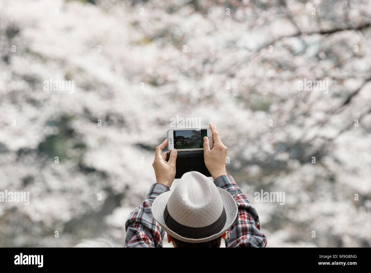 A man takes a picture of the fully bloomed cherry blossoms at ...