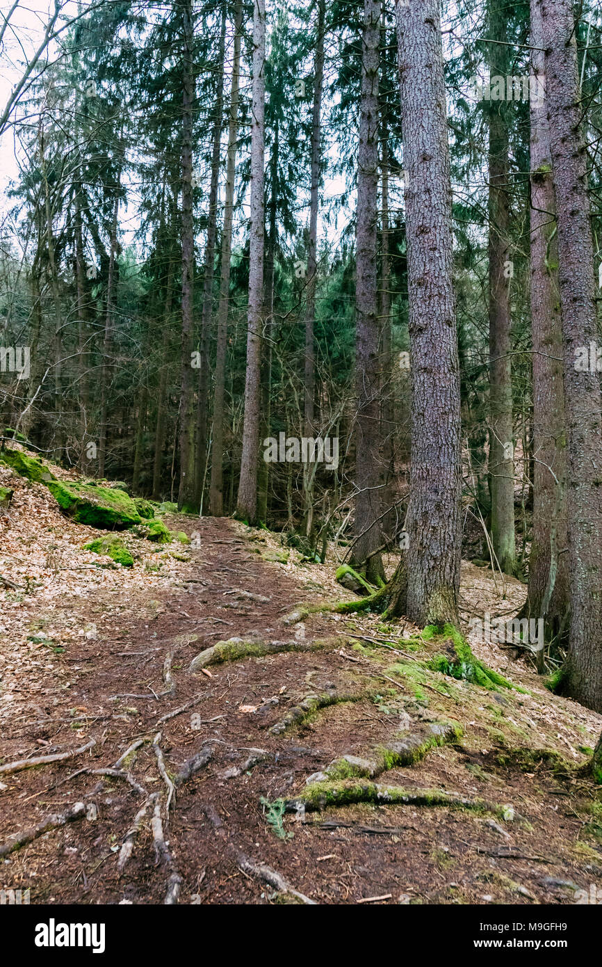 Forest hiking trail in a deep forest. On the hillside. Large old coniferous trees around. Roots of trees on the road. Stock Photo