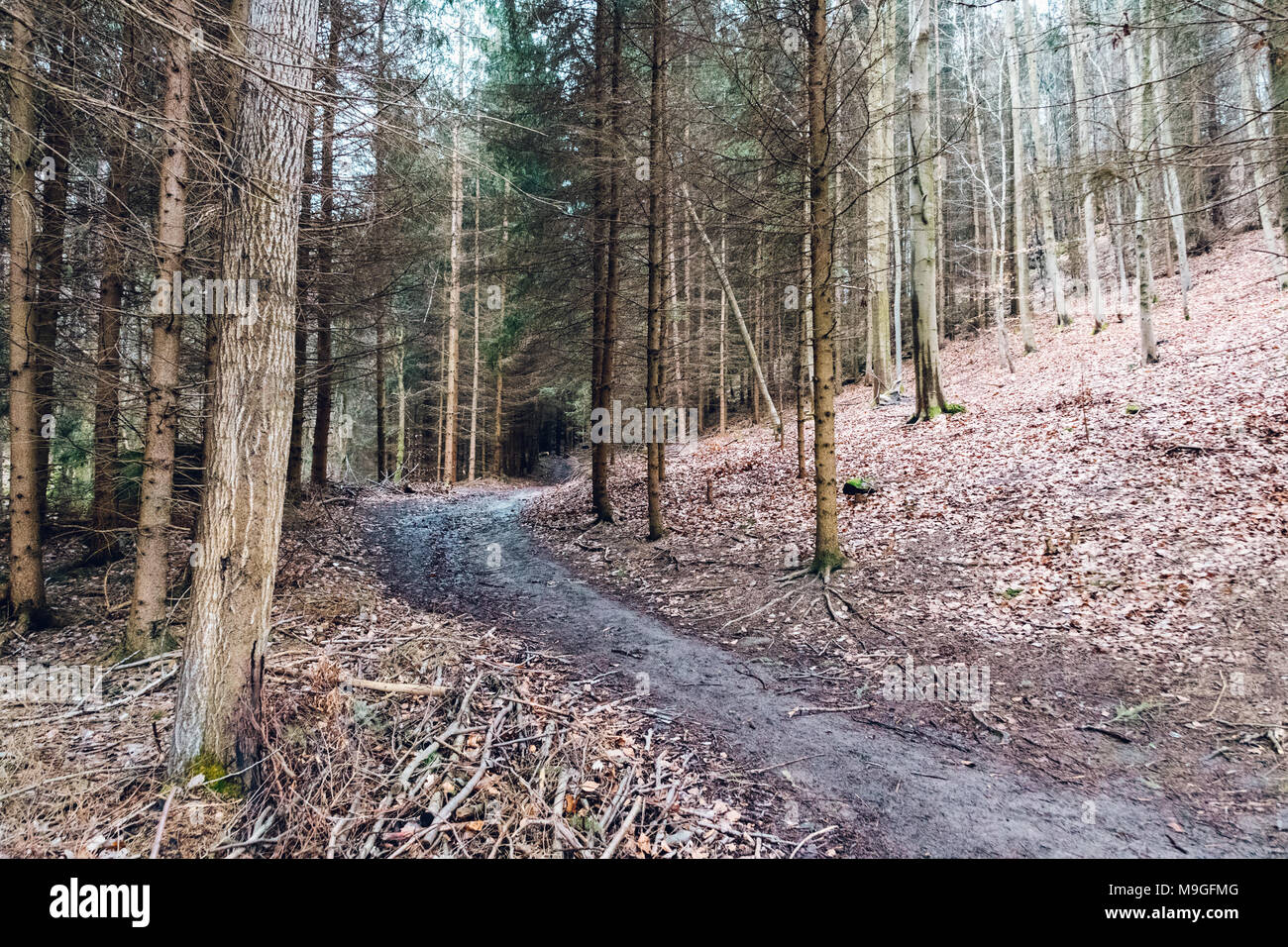 Forest hiking trail in a deep forest. On the hillside. Large old coniferous trees around. Roots of trees on the road. Stock Photo