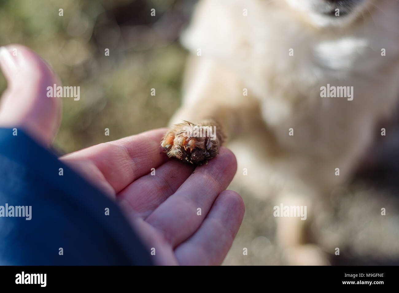 Friendship between human and small dog, shaking hand and paw. Chihuahua