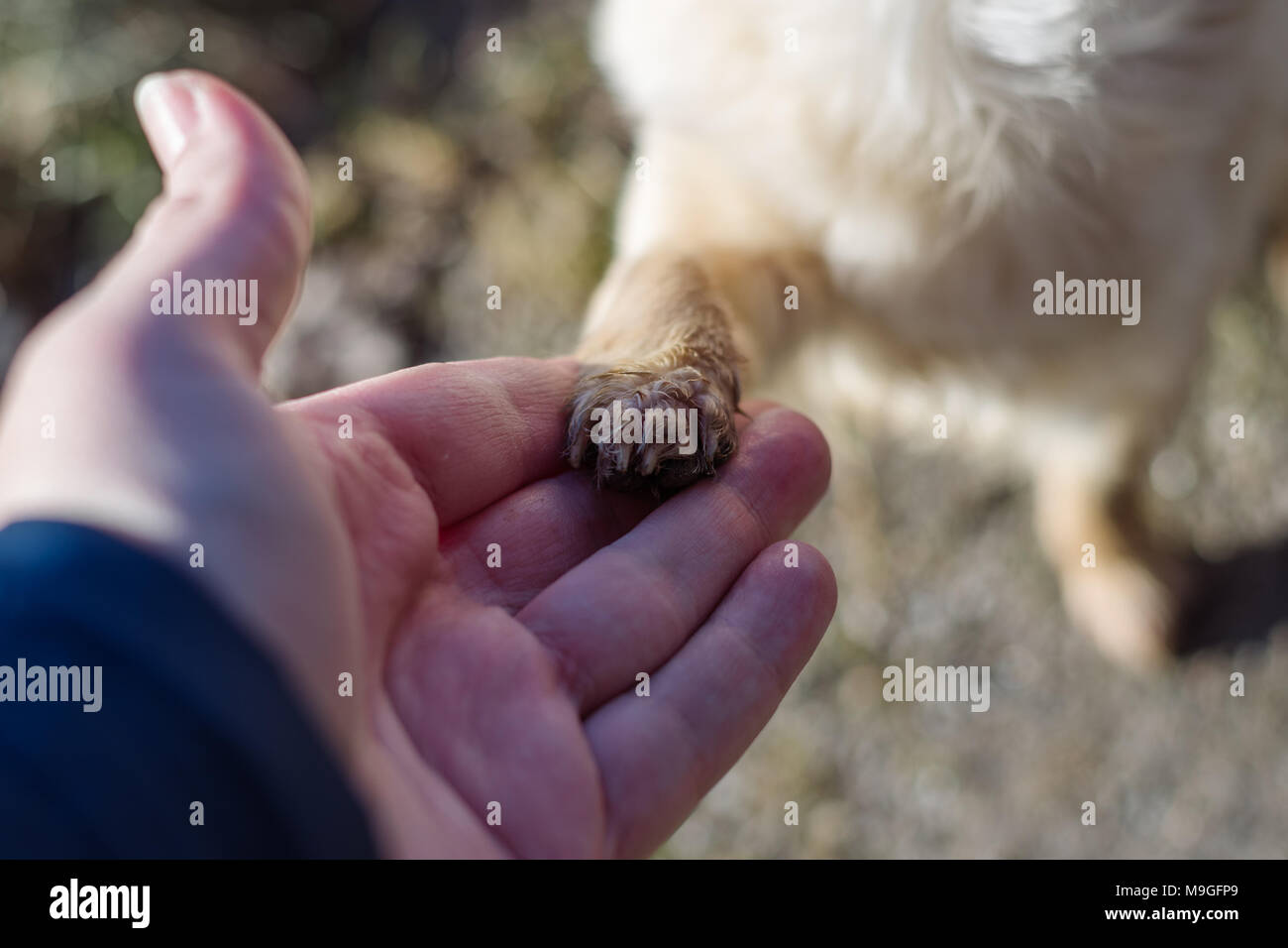 Friendship between human and small dog, shaking hand and paw. Chihuahua