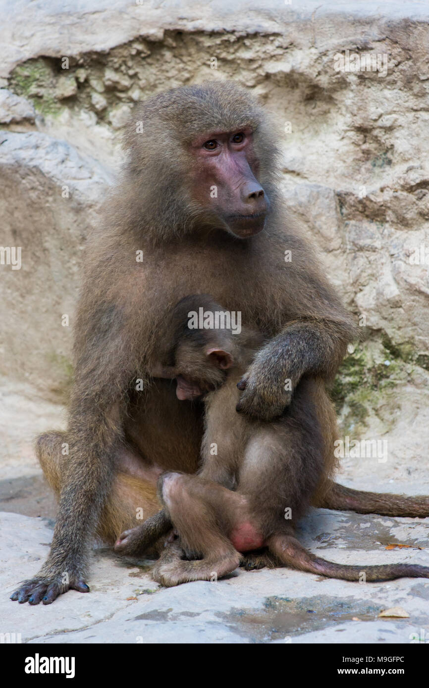 The hamadryas baboon with cub sitting on a rock Stock Photo