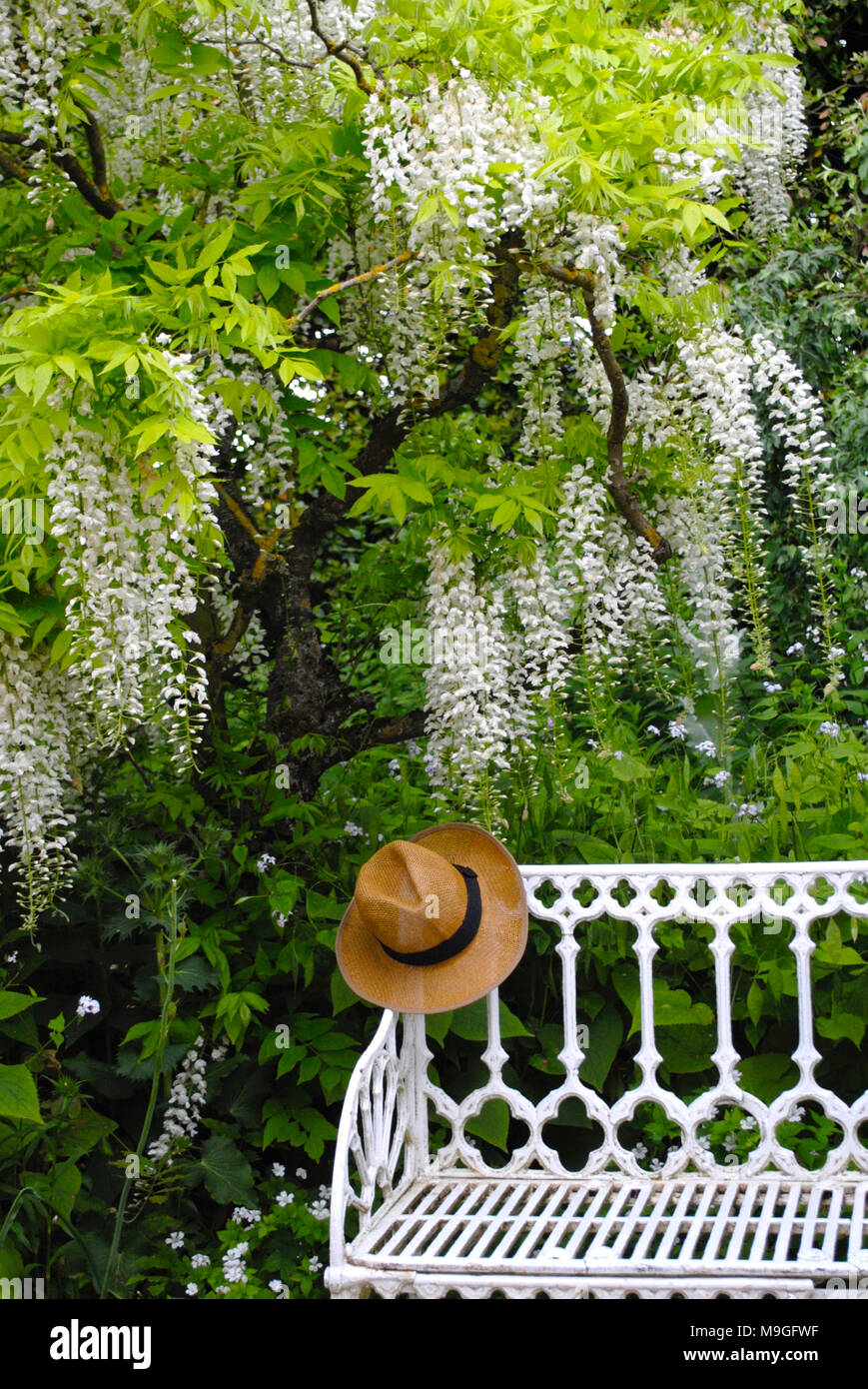 A white Gothic wrought iron seat under white wisteria in the grounds of Barnsley House . Stock Photo