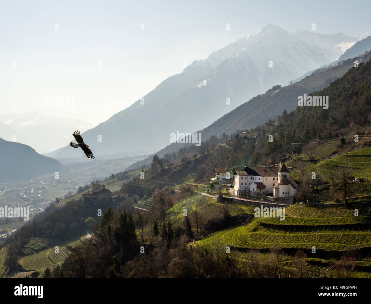 Eagle flying over castle in Alto Adige, Italy Stock Photo