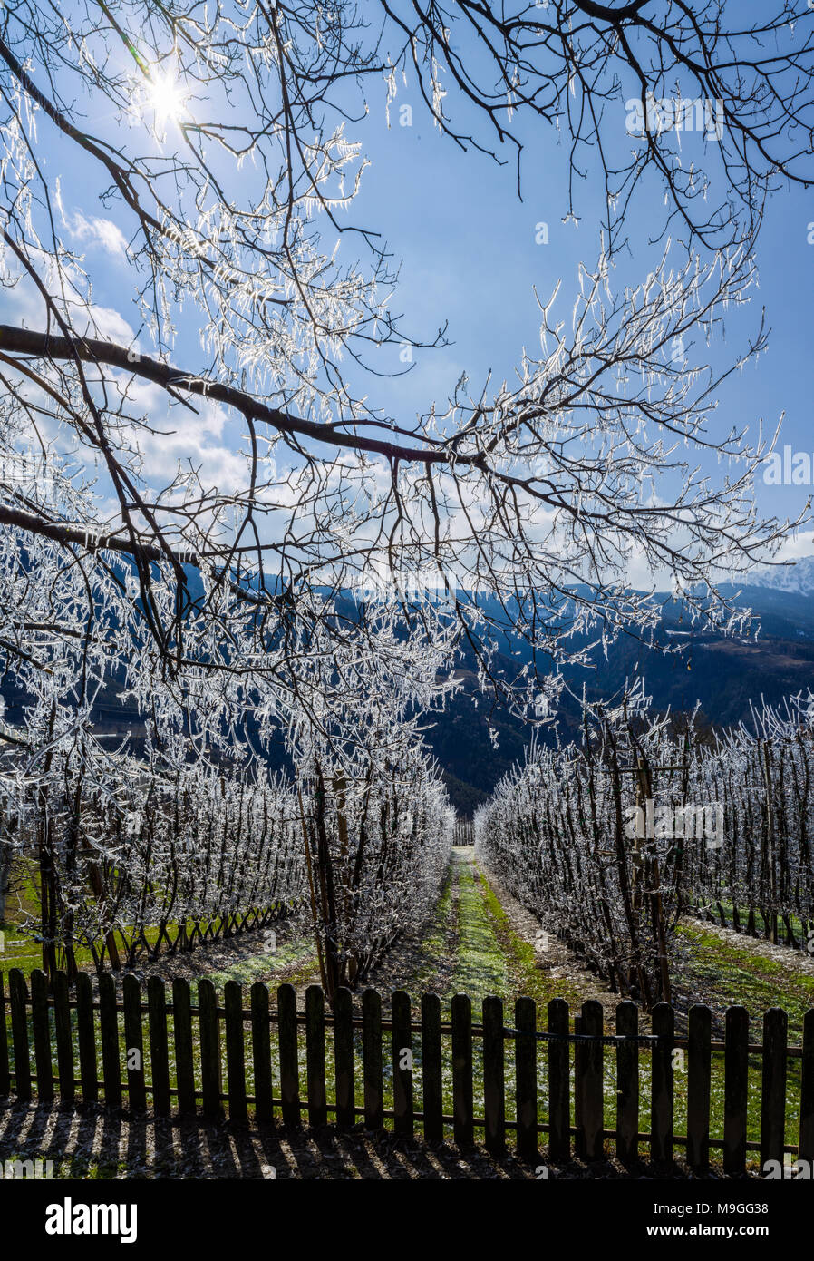 Frozen trees despite first spring sun in Apple Orchard, South Tyrol Stock Photo