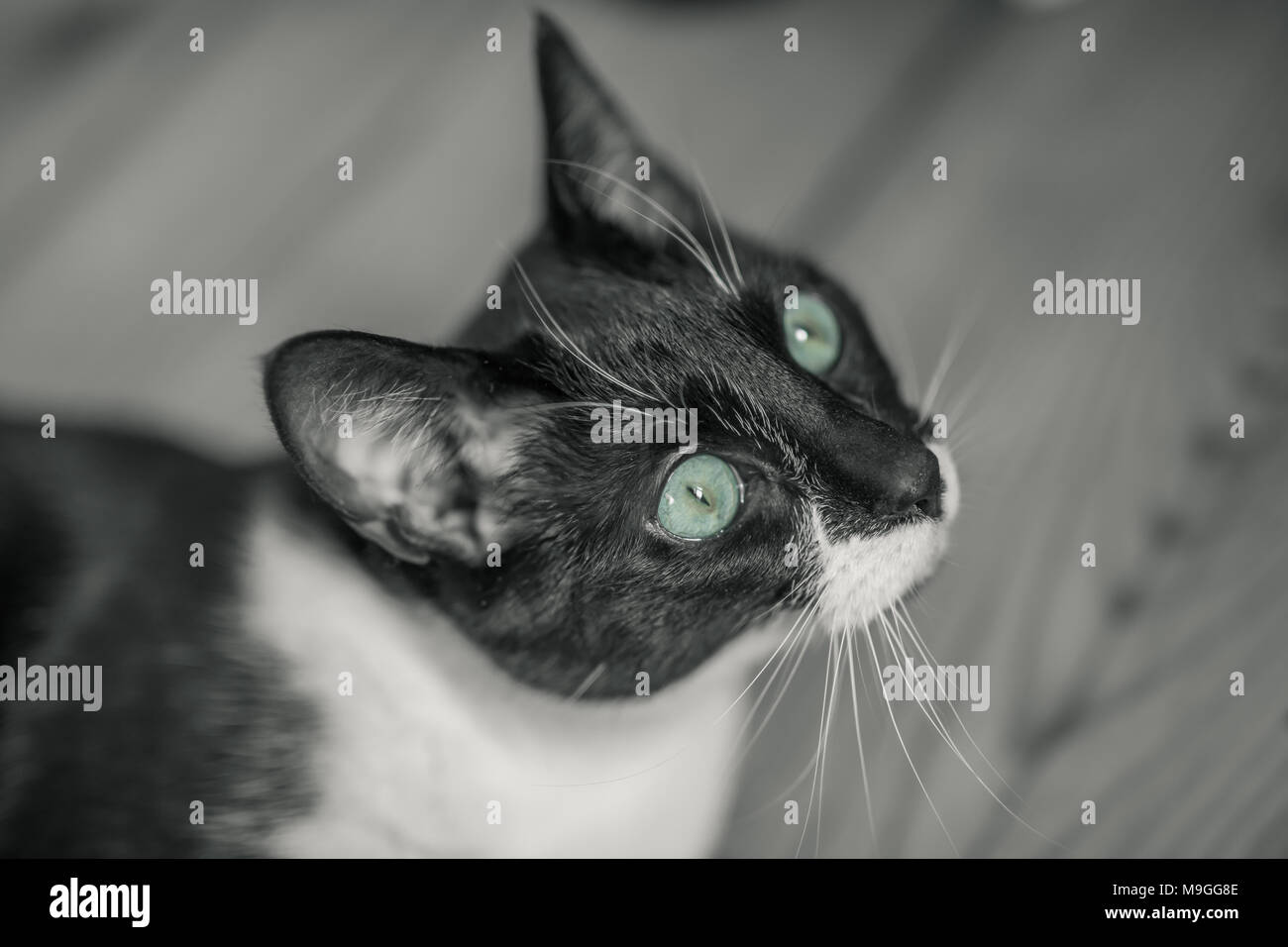 Cat wild face expression, black and white and a touch of green. Wild green eyes. Stock Photo
