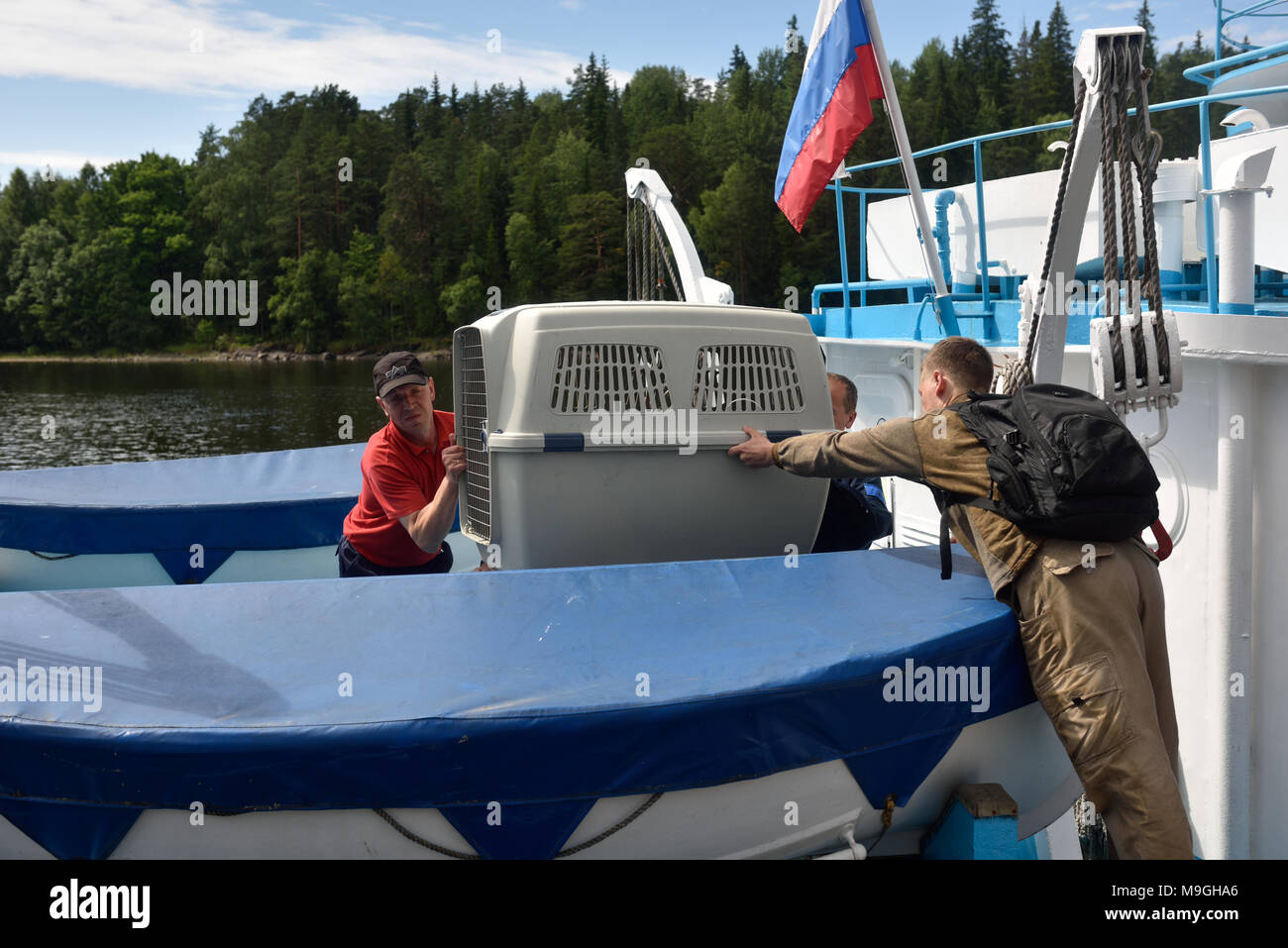 Valaam island, Russia - July 29, 2015: Vyacheslav Alekseev (right) and others carrying the cage with Ladoga ringed seal from the ship. Animals was cur Stock Photo