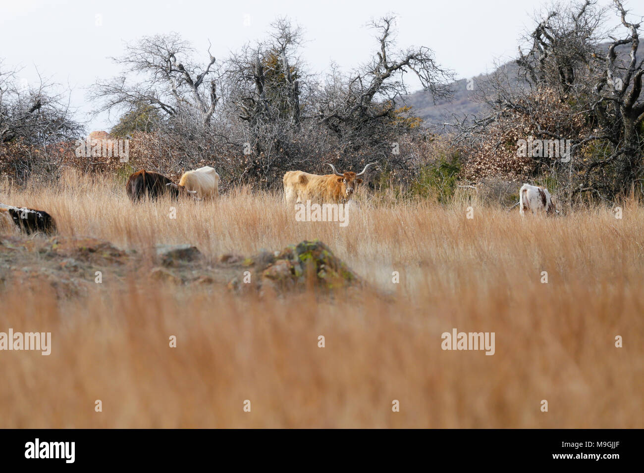 Texas Longhorn cattle on open range grasslands Stock Photo