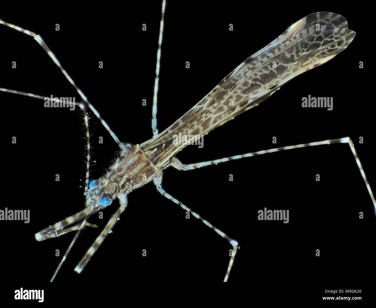 Extreme macro photo (under the microscope) of a tiny thread-legged bug, in visible plus UV light Stock Photo