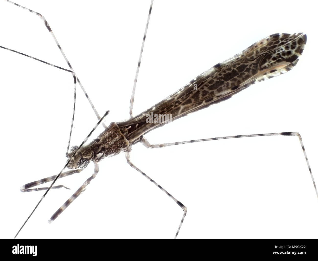 Extreme macro photo (under the microscope) of a tiny thread-legged bug Stock Photo