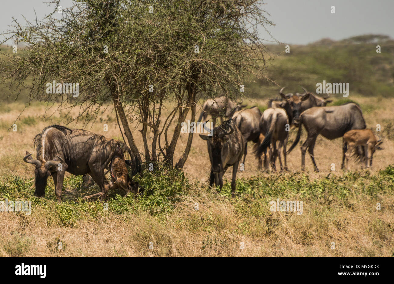 African wildlife in the Serengeti National Park, Tanzania. Stock Photo