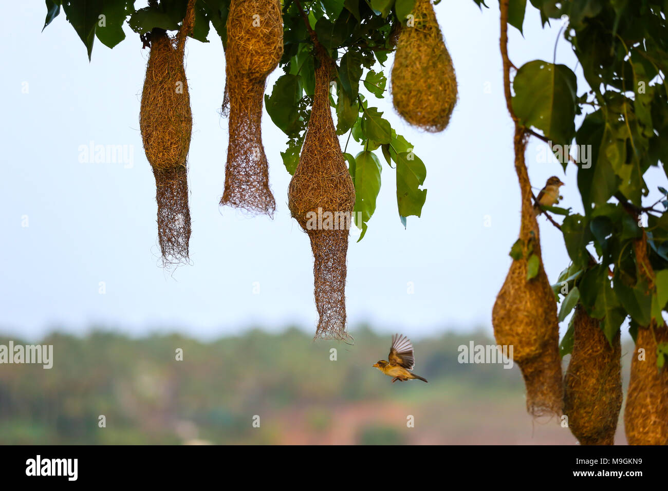 Wever Bird Stock Photo