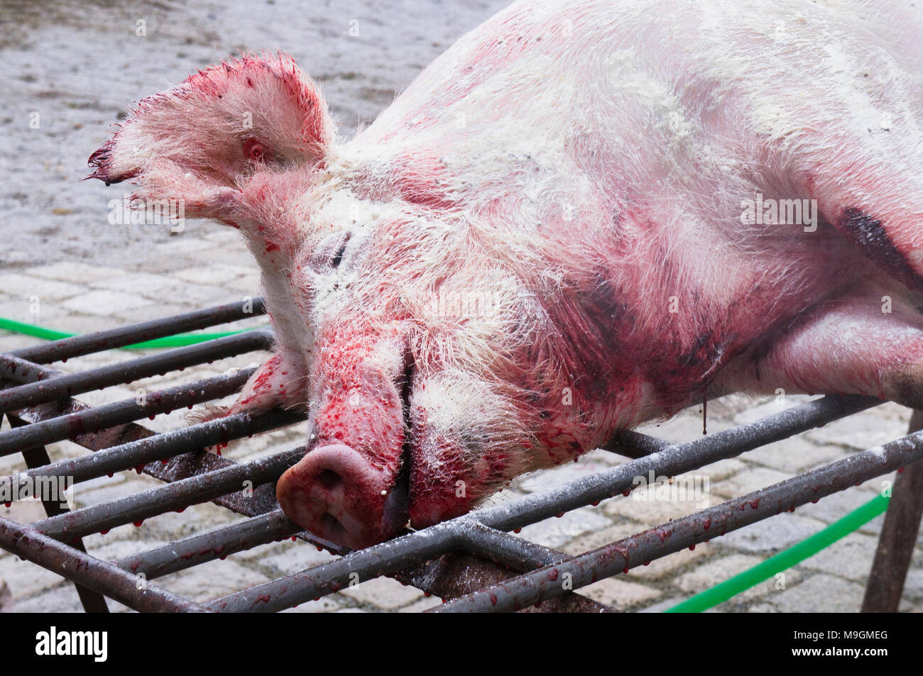 hogkilling time,dead pig Stock Photo Alamy