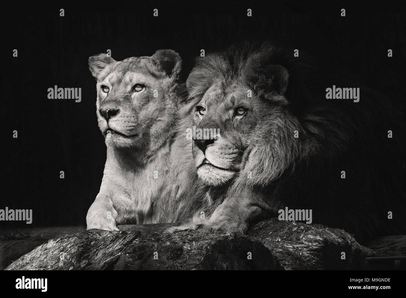 African lions couple lie side by side and look in one direction