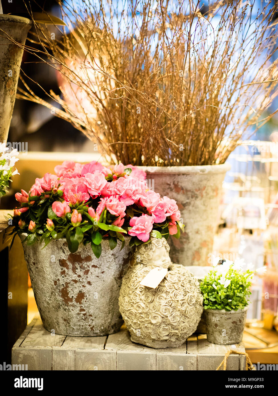 The small pink potted rose on a beautiful table, in the flower shop Stock Photo