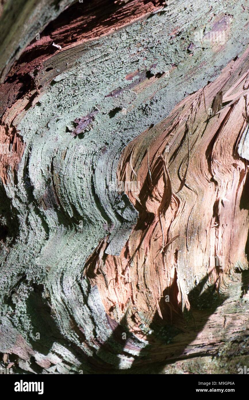 Patterns of colour on a broken tree stump Stock Photo