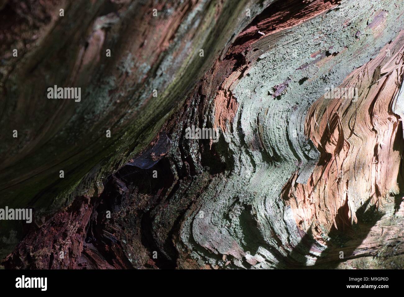 Patterns on a broken tree stump Stock Photo