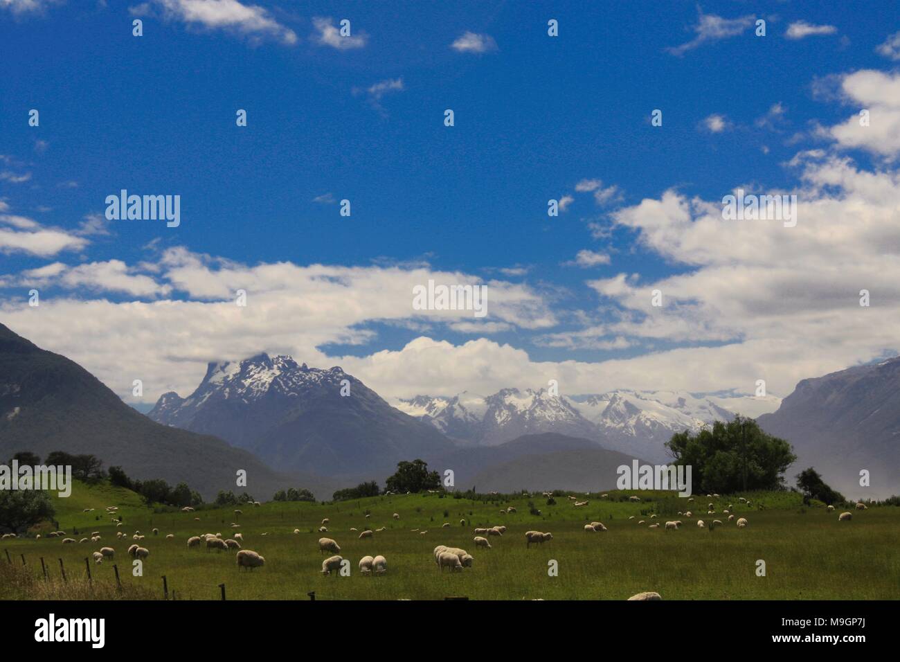Sheep grazing near the Rocky Mountains Stock Photo - Alamy