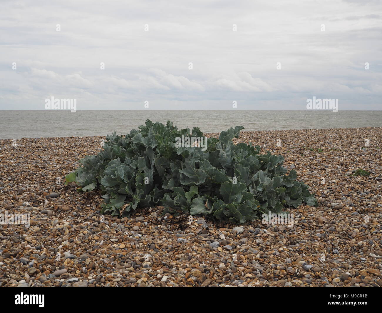 Green Sea Kale growing on a pebble shingle beach at the coast Stock Photo
