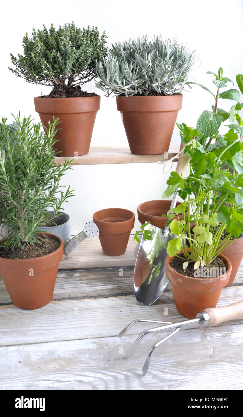 various herbs aromatic in pot on white wooden table with gardening tools Stock Photo