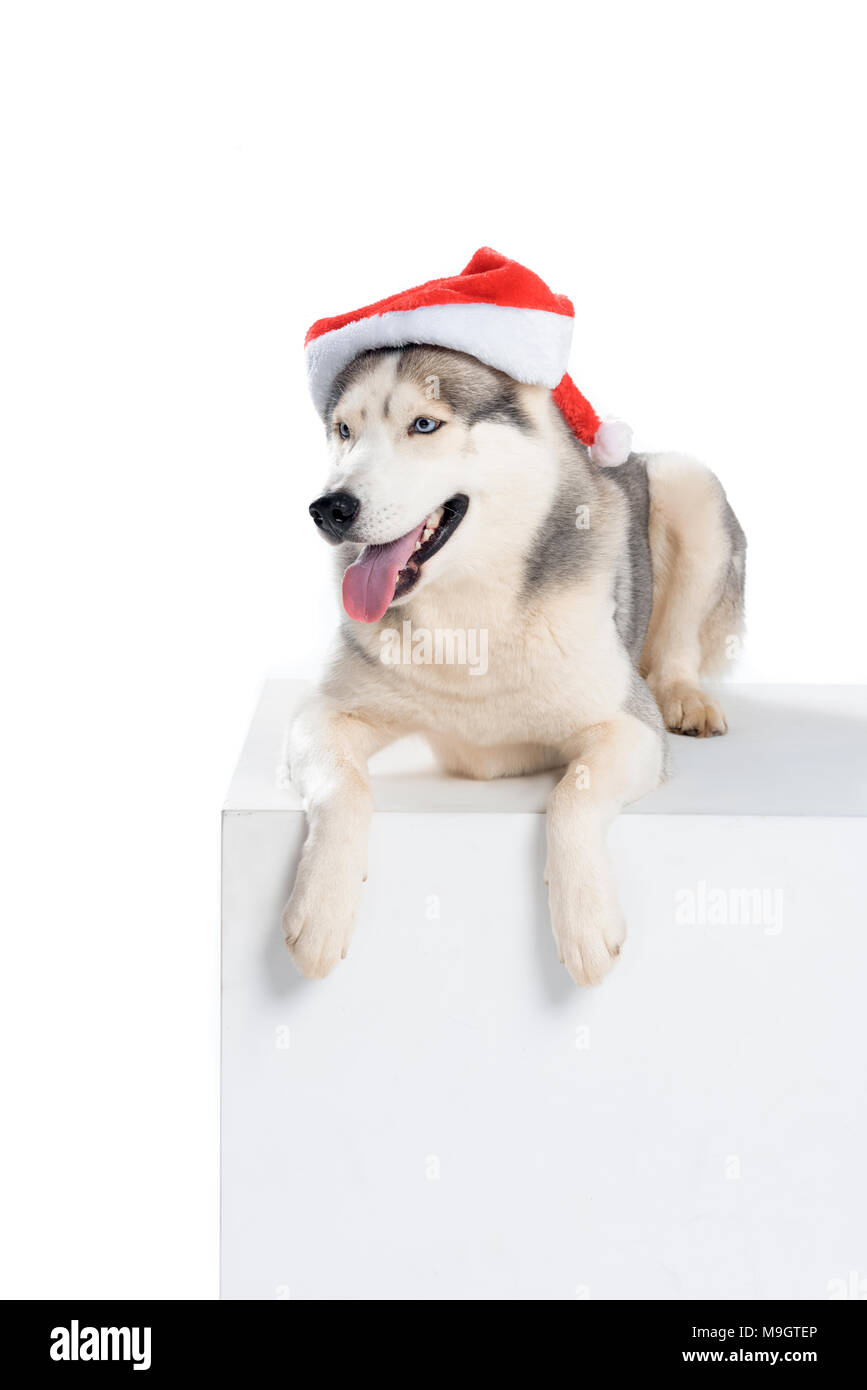 Husky with cheap santa hat