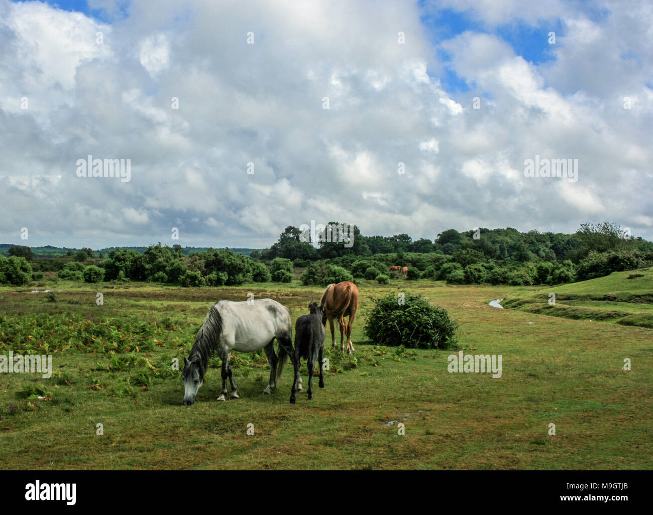 New Forest ponies near Buckler's Hard, Beaulieu in the New Forest, Hampshire, England, UK Stock Photo