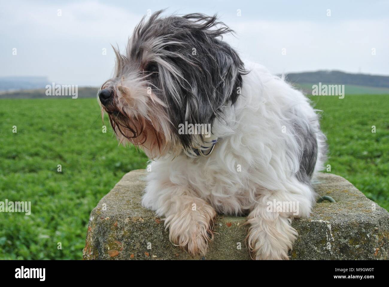 jack russell cross maltese