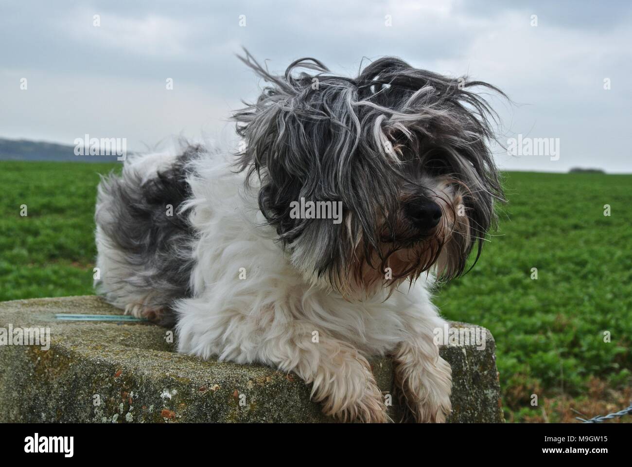 Maltijack cross between Maltese and Jack Russell Stock Photo Alamy