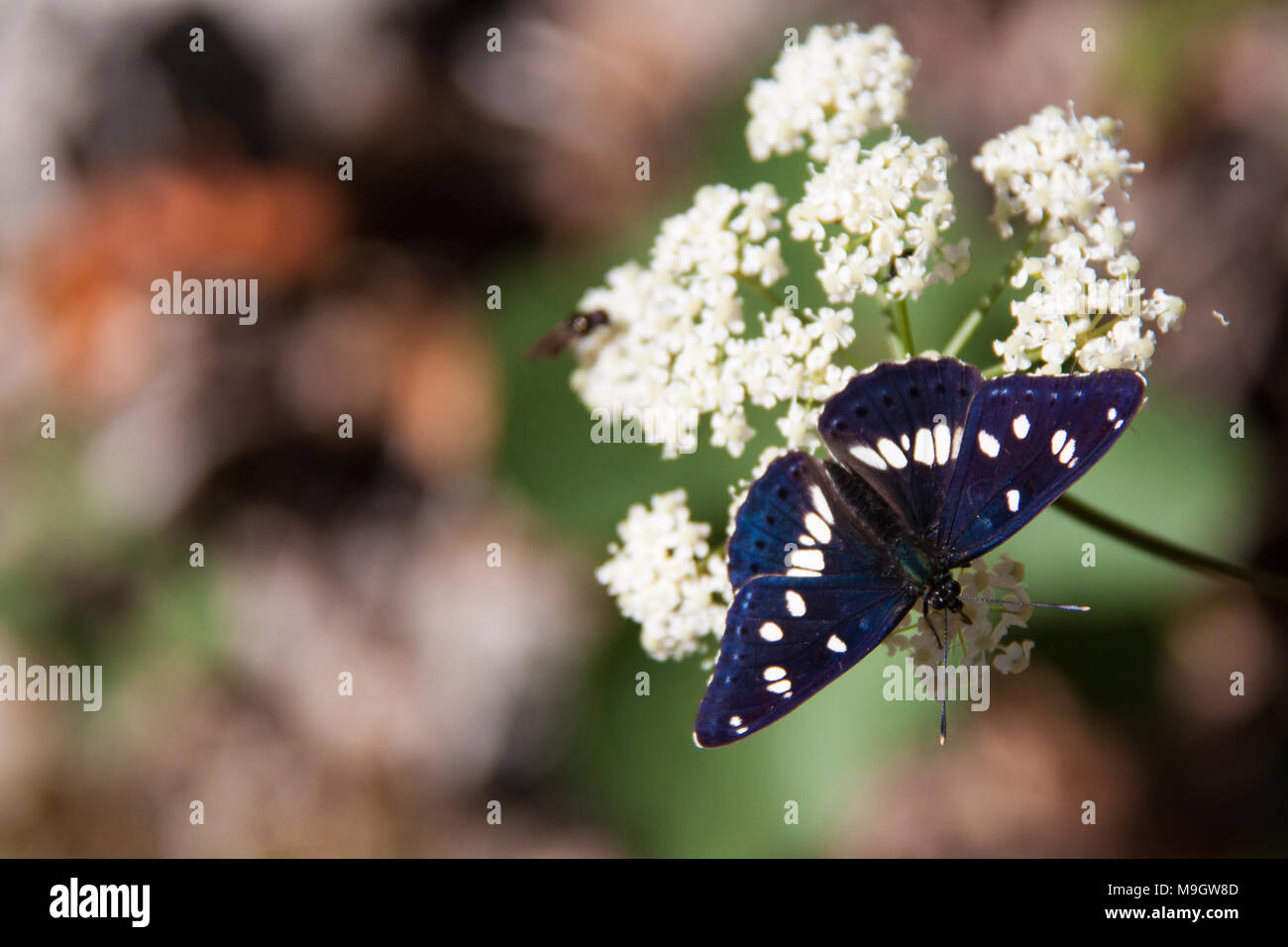 Bordered Patch Butterfly sitting on Flower, Hungary Stock Photo