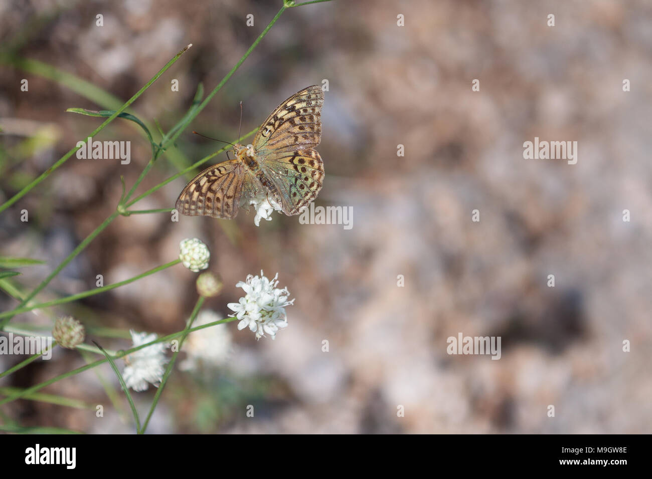 Silver-Washed Fritillary Butterfly with Broken Wing Stock Photo