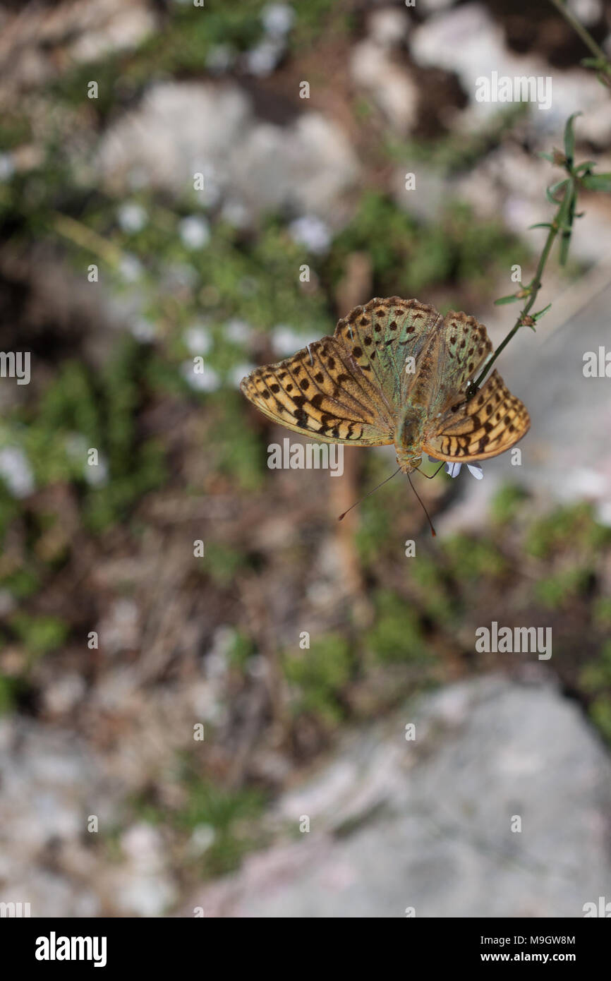 Silver-Washed Fritillary Butterfly Sitting on Flower Stock Photo