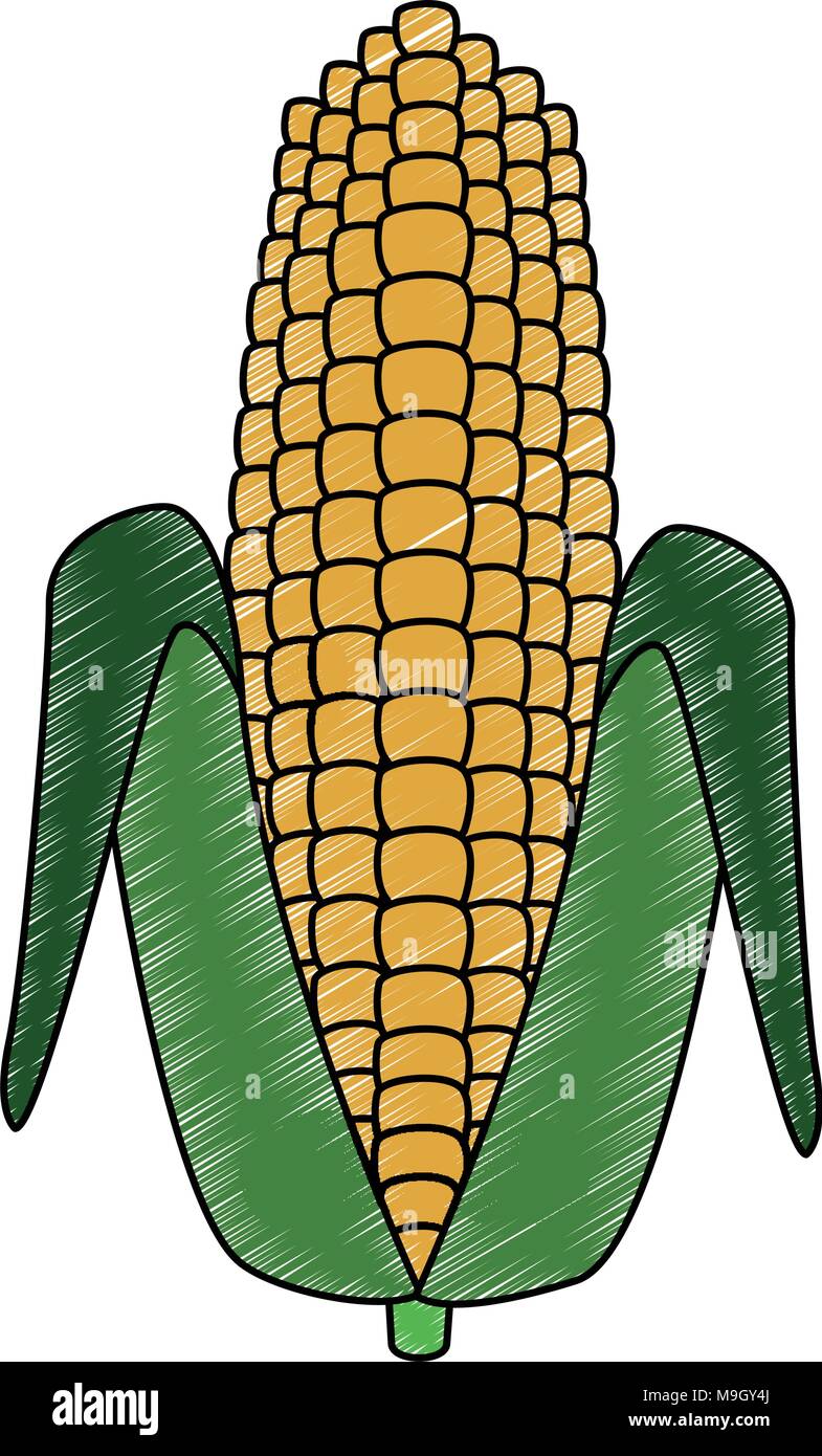 Corn vegetable food vector illustration graphic design Stock Vector ...