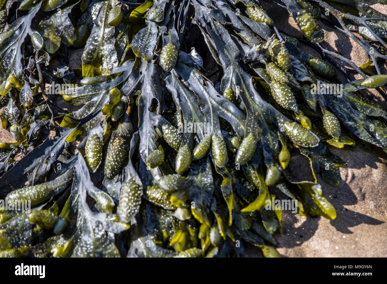 seaweed and rock pools on Scottish Beach Stock Photo