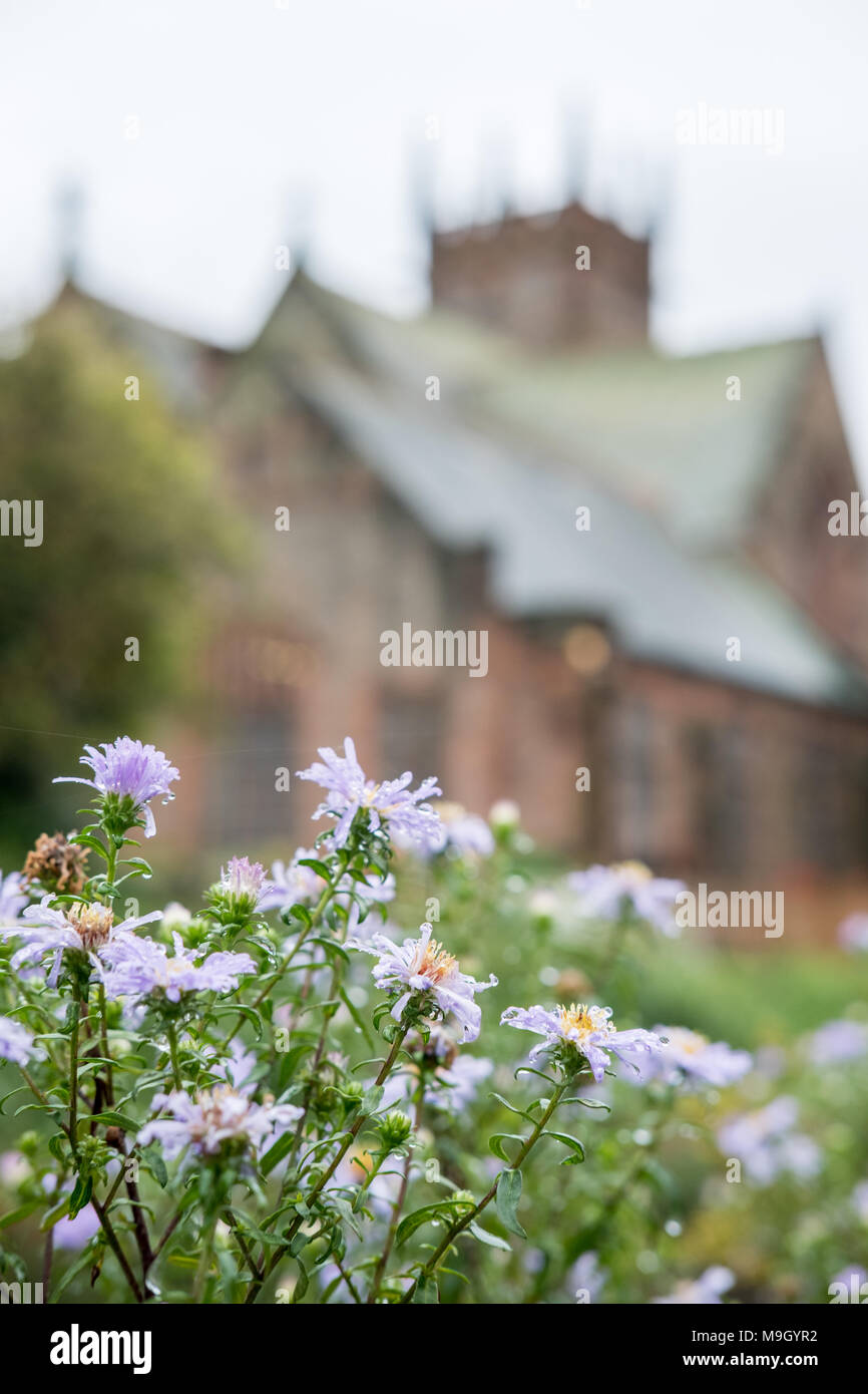 Close up of Purple Flowers, selective focus with blur background of Polwarth Parish Church in Edinburgh. Stock Photo