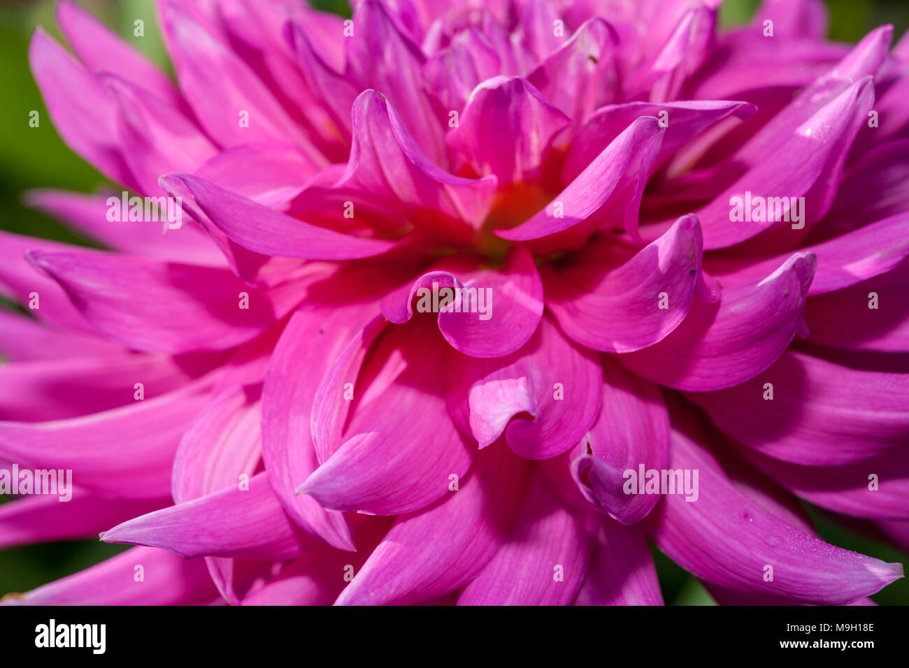 &lsquo;Herbert Smith&rsquo; Cactus dahlia, Kaktusdahlia (Dahlia x Hortensis Stock
