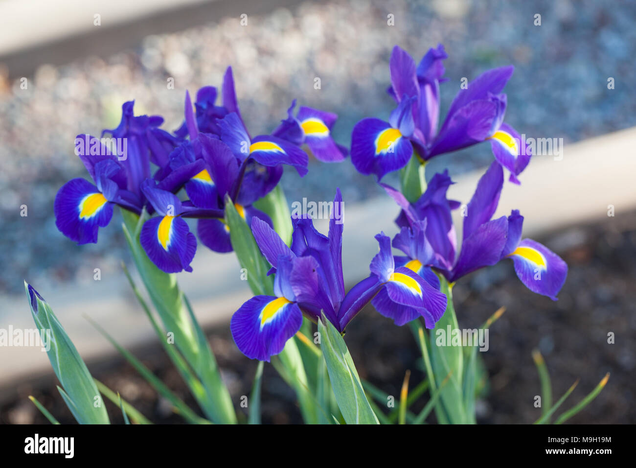 'Blue Magic' Dutch iris, Holländsk iris (Iris hollandica Stock Photo