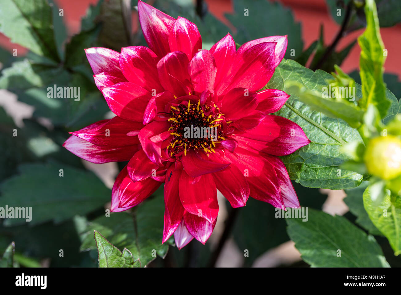 'Darkarin' Peony Flowered Dahlia, Piondahlia (Dahlia x Hortensis) Stock Photo