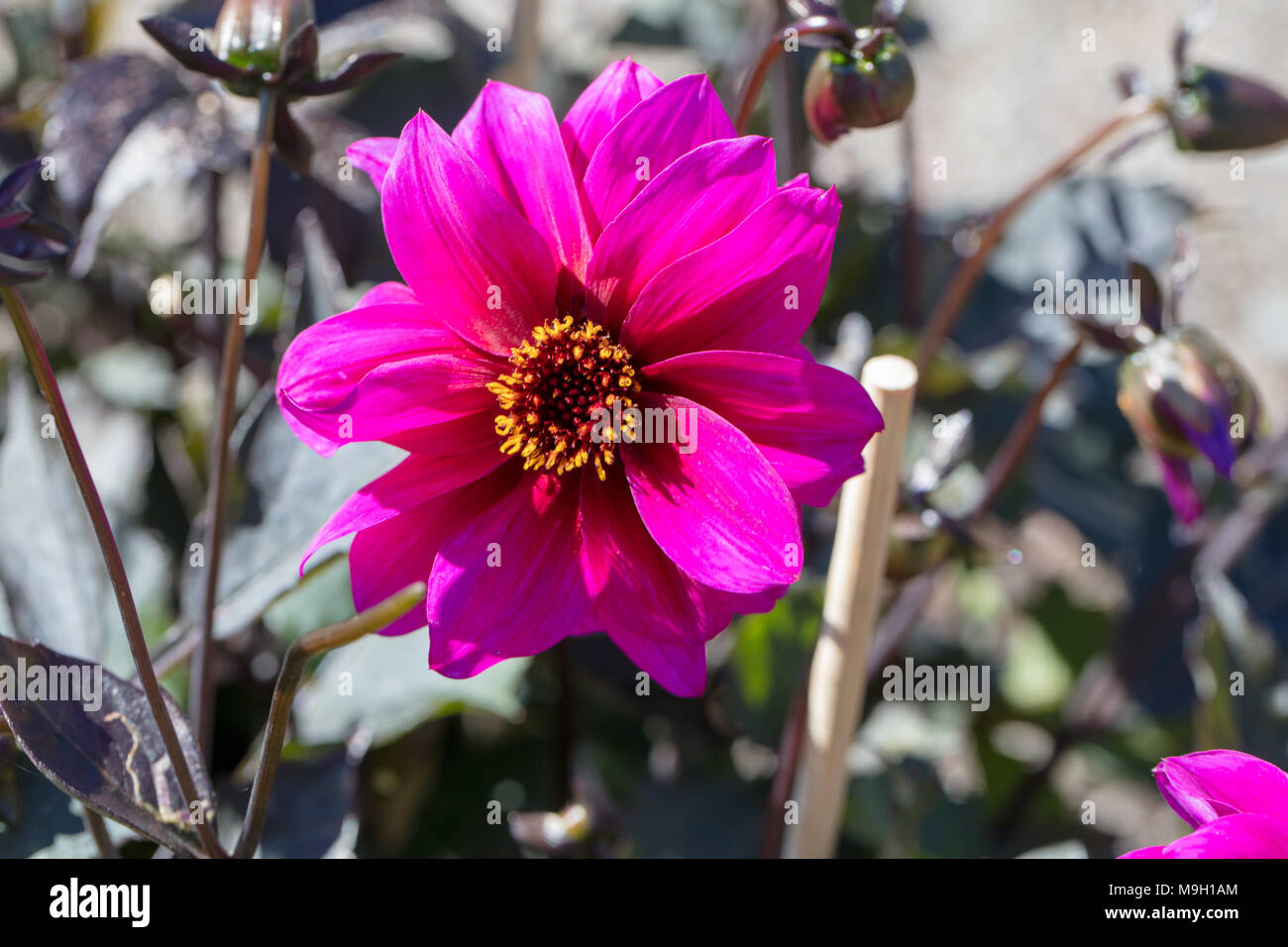 'Excentrique' Peony Flowered Dahlia, Piondahlia (Dahlia x Hortensis) Stock Photo