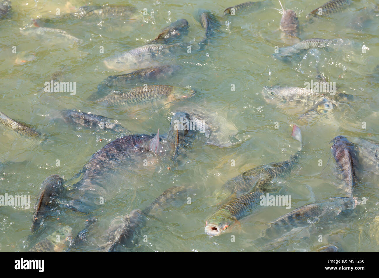 Mango fish hires stock photography and images Alamy