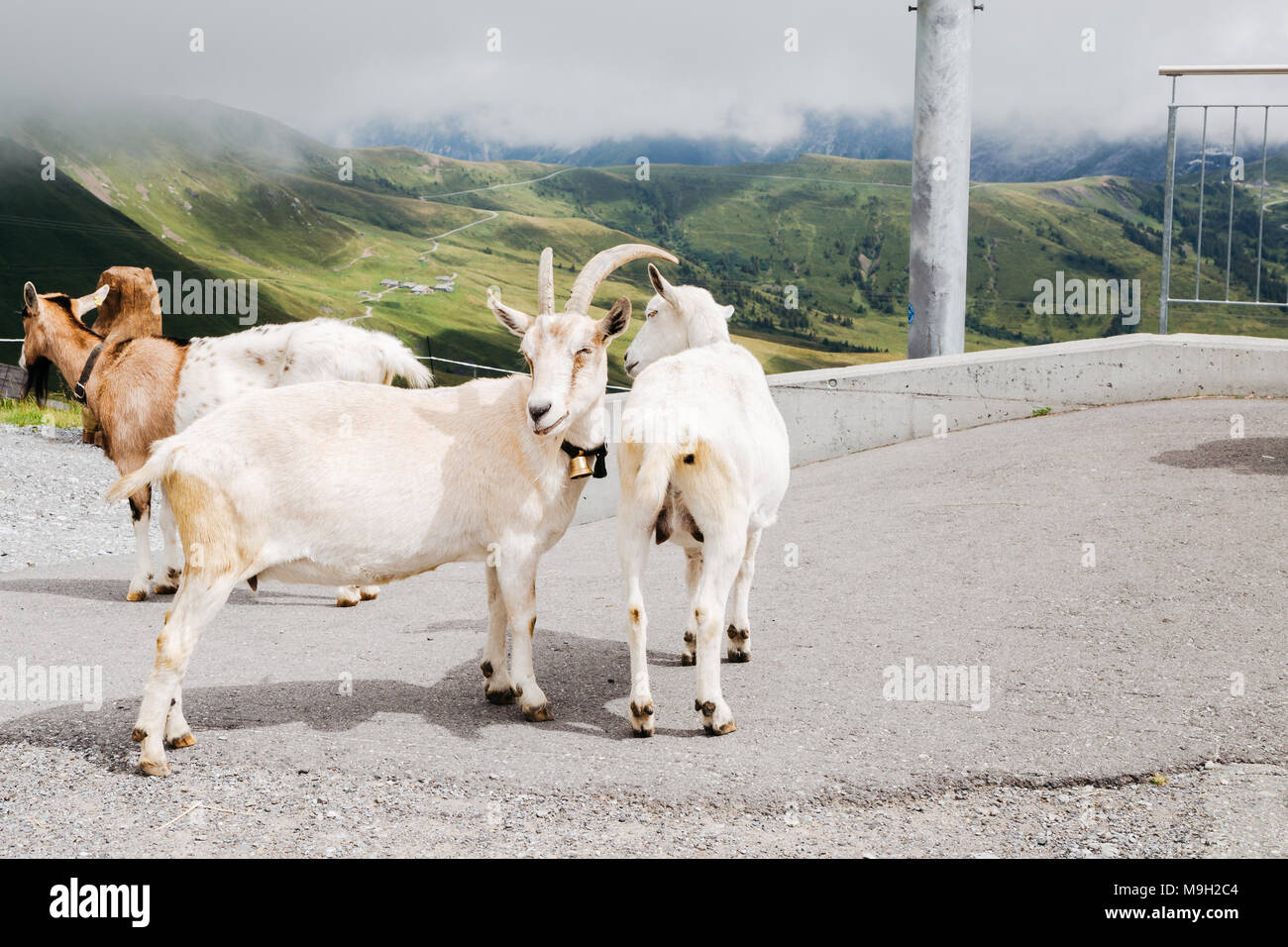 Goats in Swiss Alps mountain Grindelwald First Stock Photo Alamy
