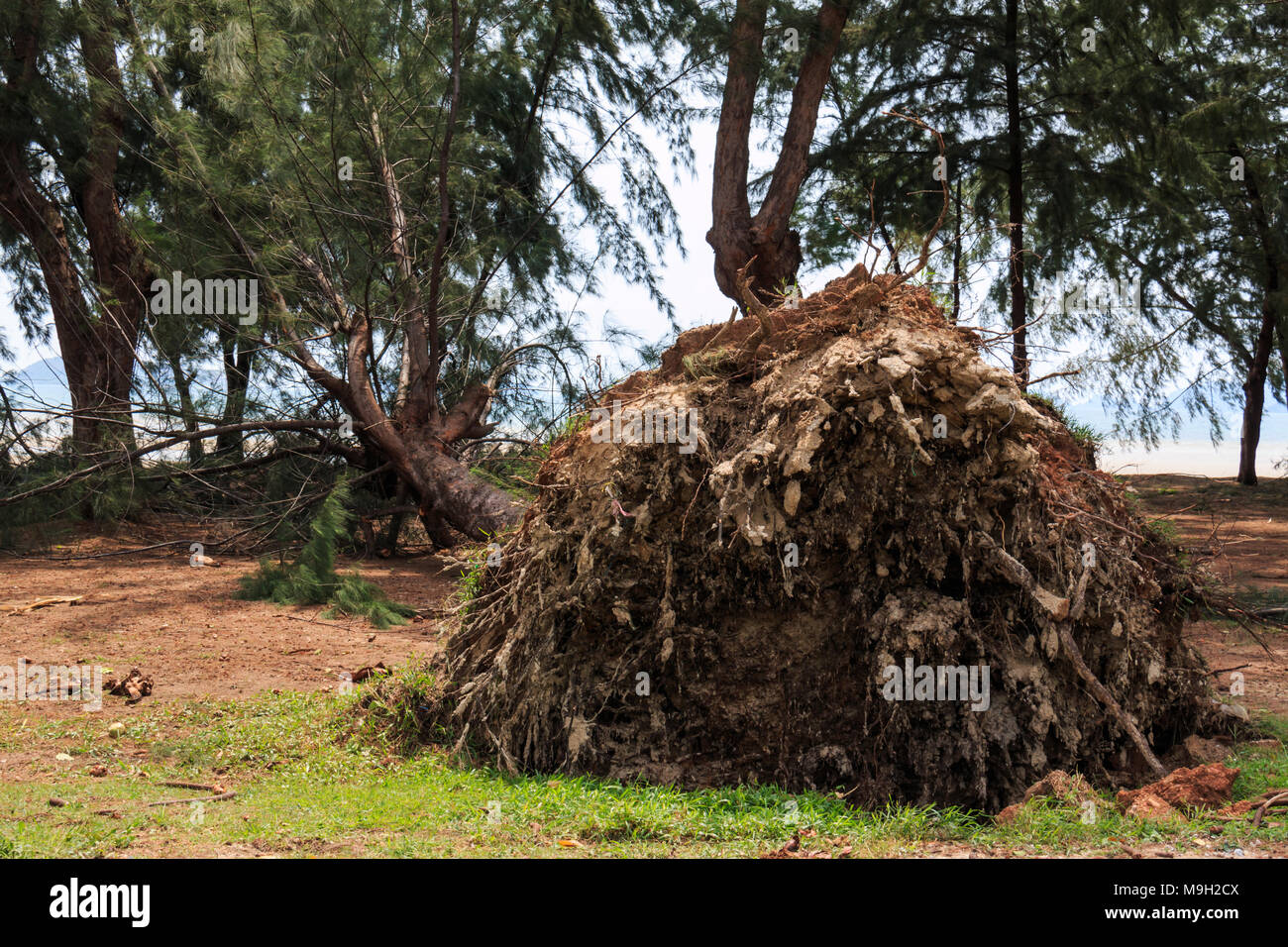 Pine trees that fell from the storm Stock Photo Alamy