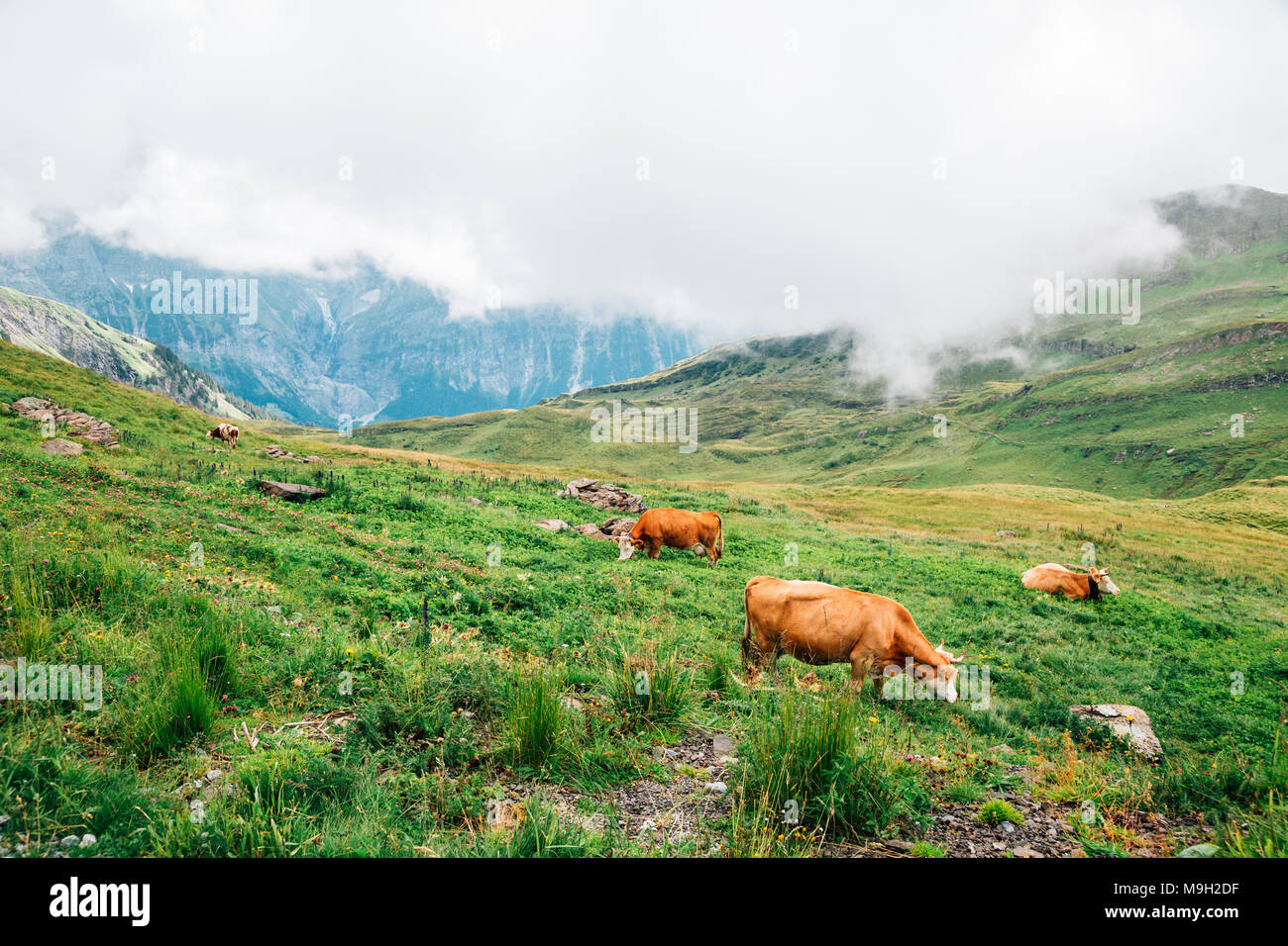 Cows in Swiss Alps mountain Grindelwald First Stock Photo - Alamy