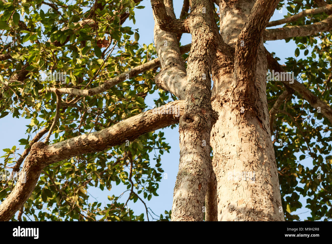 Big rubber tree (Dipterocarpus alatus) with green leaves Stock Photo